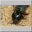 Dicronychus sp - Schnellkaefer 01c 9mm Paarung.jpg